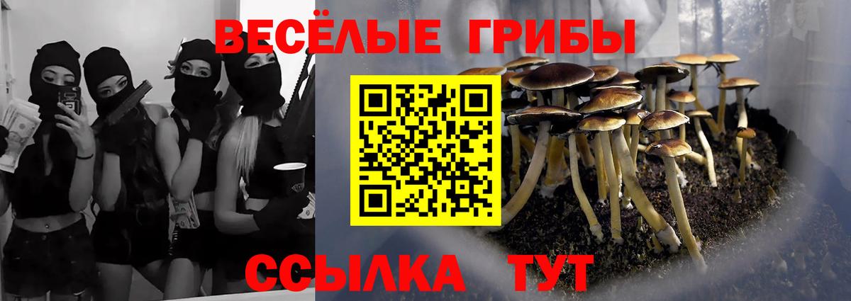 Галлюциногенные грибы Psilocybe Краснодар